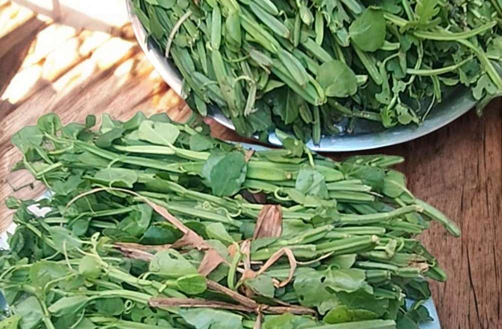 Pirandai Podi: The Easy Way to Boost Your Health Every Day