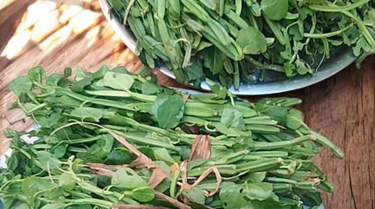 Pirandai Podi: The Easy Way to Boost Your Health Every Day