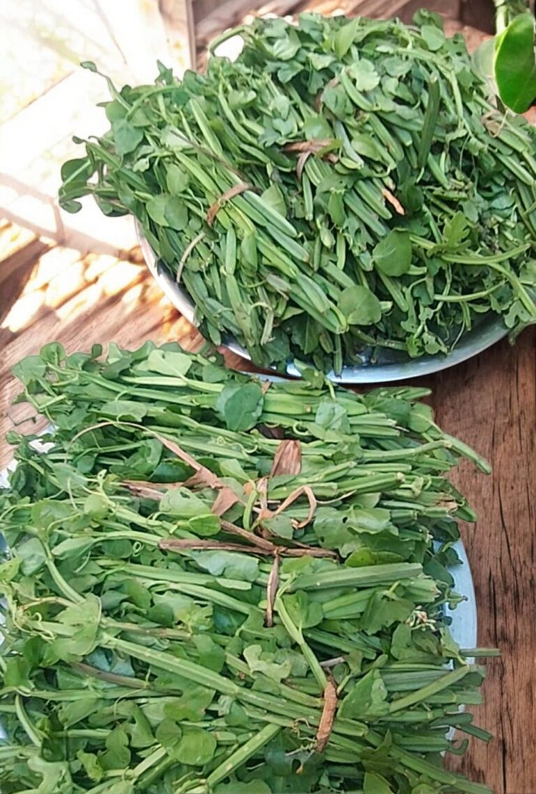 Pirandai Podi: The Easy Way to Boost Your Health Every Day